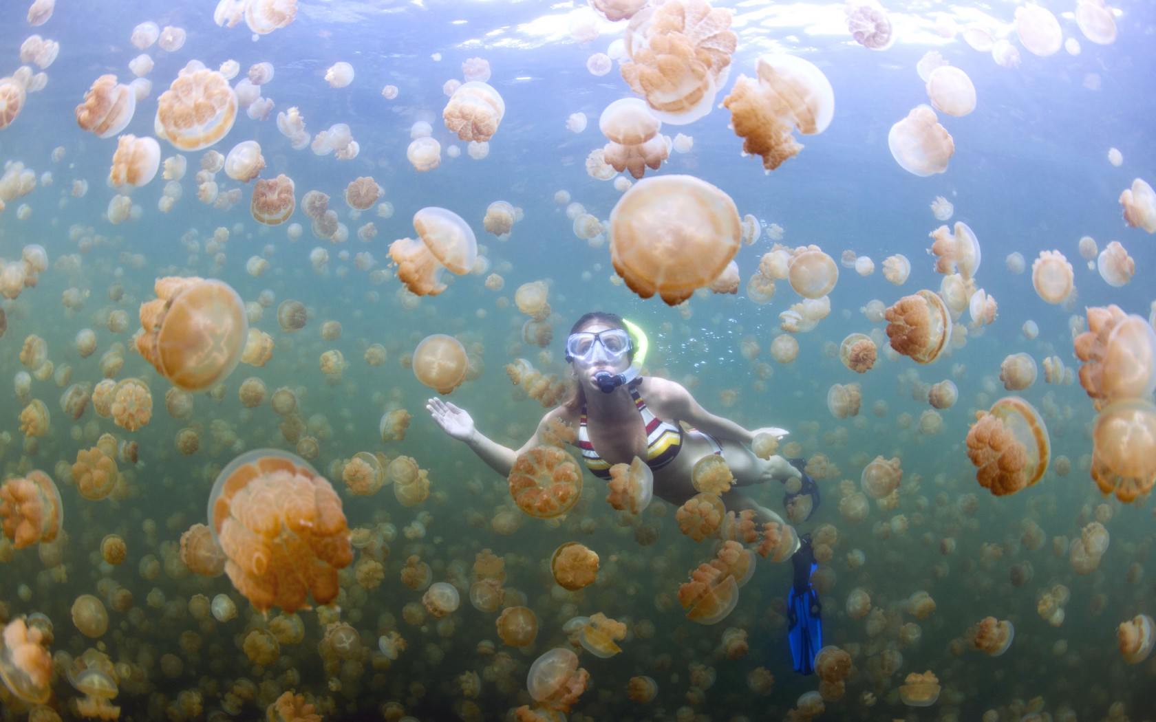 Image result for jellyfish lake rock islands